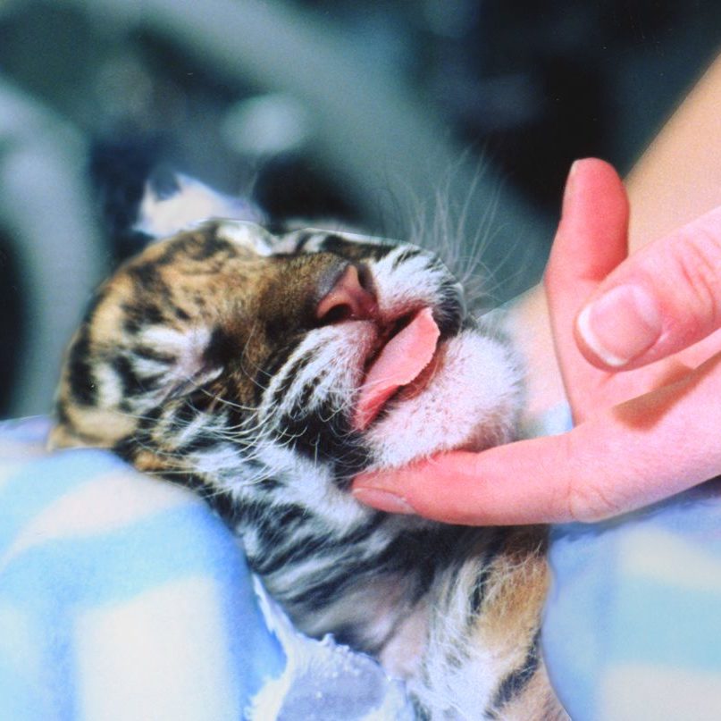 Tiger cub 