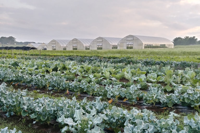 Row Cropping on the Highland Rim Center